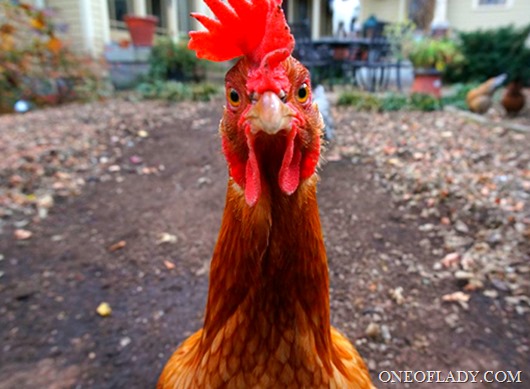 Dont-be-a-chicken-shit