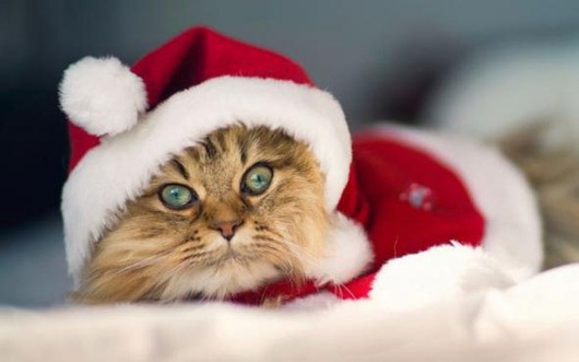 3cc11e62dbec71d8bed325df458_prev