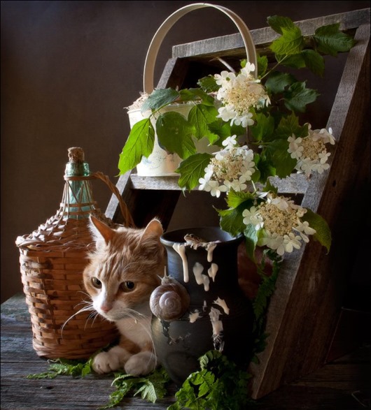 11048691_849887295089942_1819317036637652600_n