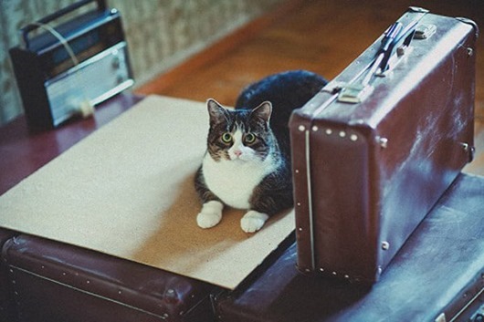 vyiselenie-iz-munitsipalnoy-kvartiryi-na-nenadlezhashhee-soderzhanie-1