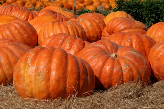 pumpkin_patch_2