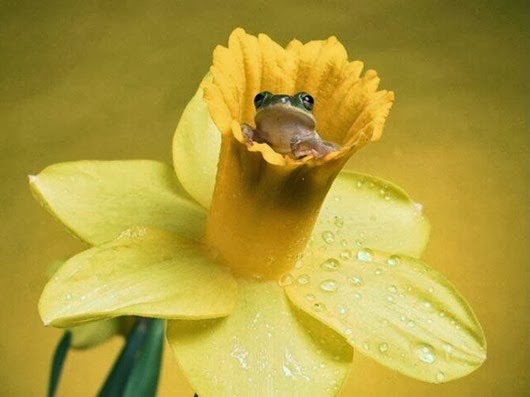 1506902_630879733635102_1318598377_n