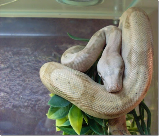 <KENOX S760  / Samsung S760>