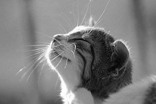 970445_636347499728751_370067103_n