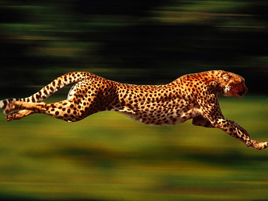 Cheetah-Running-Speed-Animal-1920x2560
