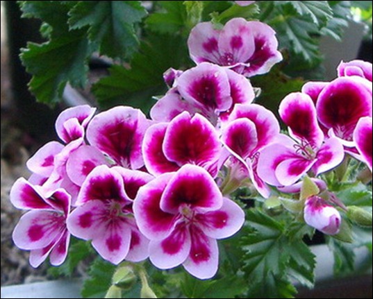 1248506471_839_90326ecfd41df3adeafdb776f42cd596