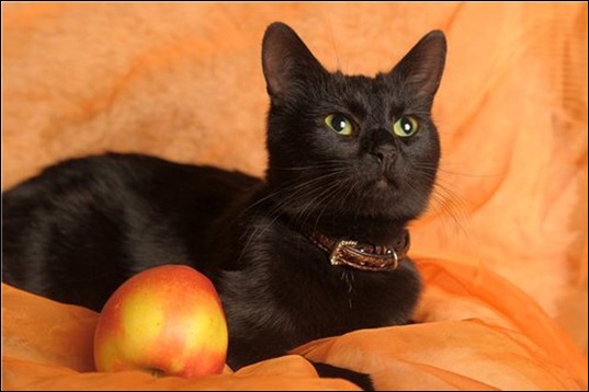 Graciznaya_chernaya_koshka_Nochka_V_dobrye_ruki