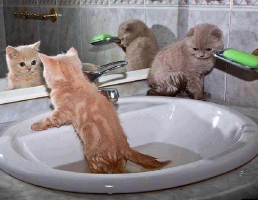 1240449_171907539664688_224700817_n