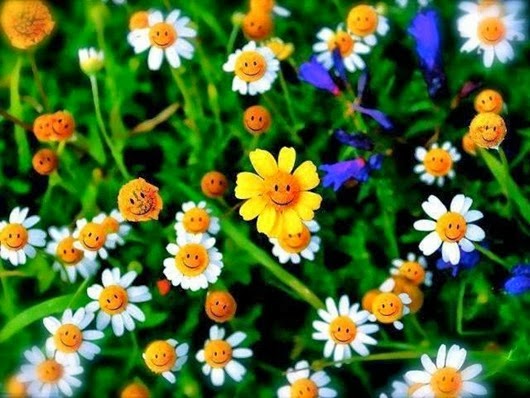 1238930_498596386900569_181148024_n