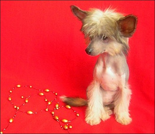 kitayskaya-hohlataya-sobaka-porodnye-mini-schenki_36529991_3_F