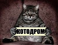 Все о котах!