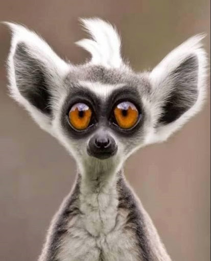 1231616_171907782997997_1650343035_n