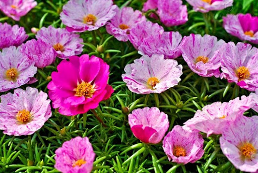 1011830_544017278988015_621019022_n