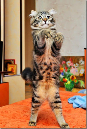 35532_472837022782651_1220472414_n