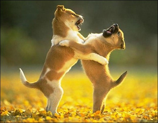 135865caeb1be8e0270ee21230a_prev_thumb[4]