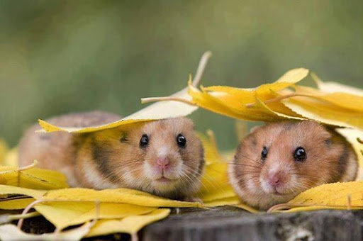 553602_171906896331419_193980422_n