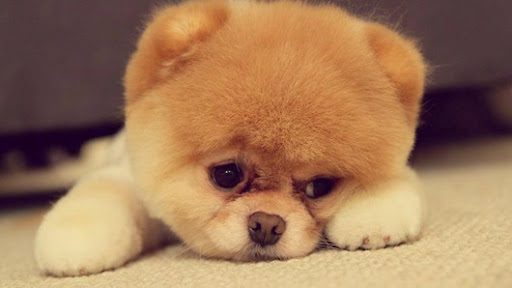 1013580_157582341097208_2138596924_n