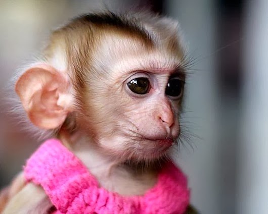 1450294_440790569354313_1883575863_n