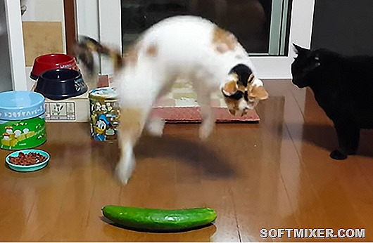 sourcefed--4404--people-are-scaring-cats-with-cucumbers--1447900032--large.thumb