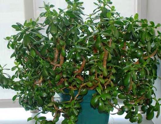 20130315094900_crassula