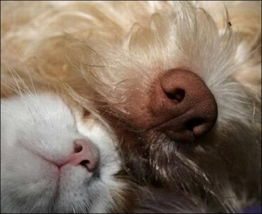 0e1e1f40a48de1e8f11742016bb_prev