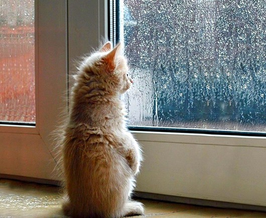меланхоличные-коты-ждут-хозяина-у-окна-9