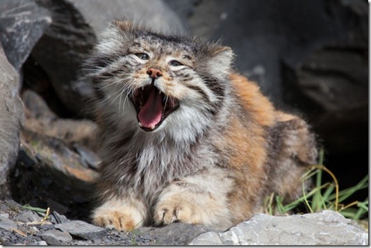 Manul - asiatische Wildkatze - Zoo Zürich