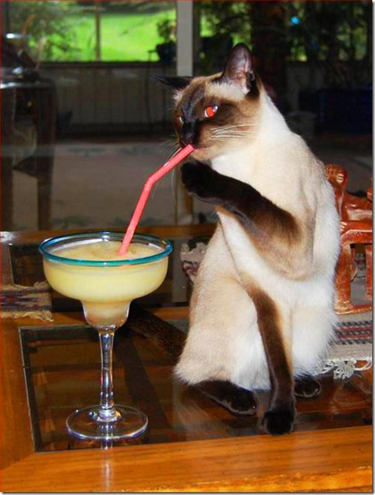 487842_473719369361083_1201159066_n